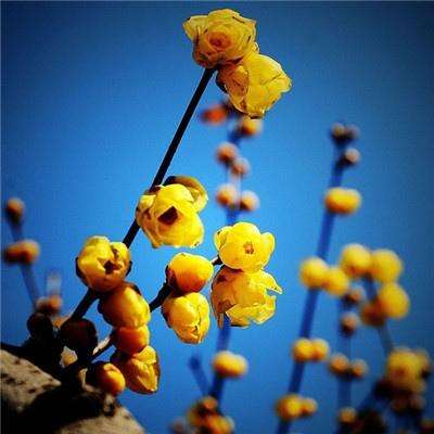 九州异闻录星耀版